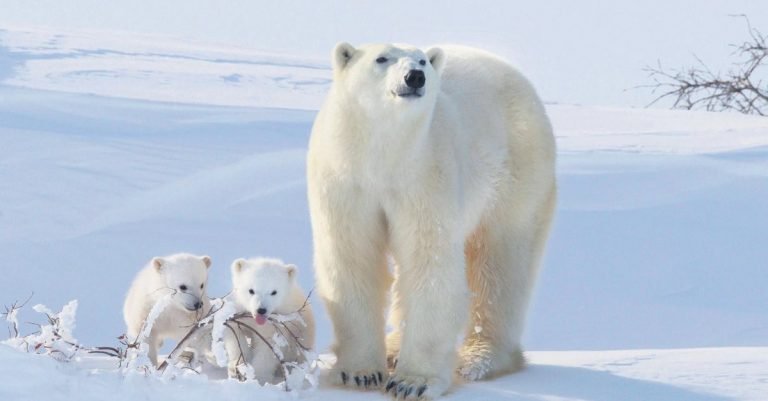 Beyaz Ayı Sendromu Nedir? 5 Beyaz Ayı Sendromu Nedir?